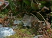 Bank Vole